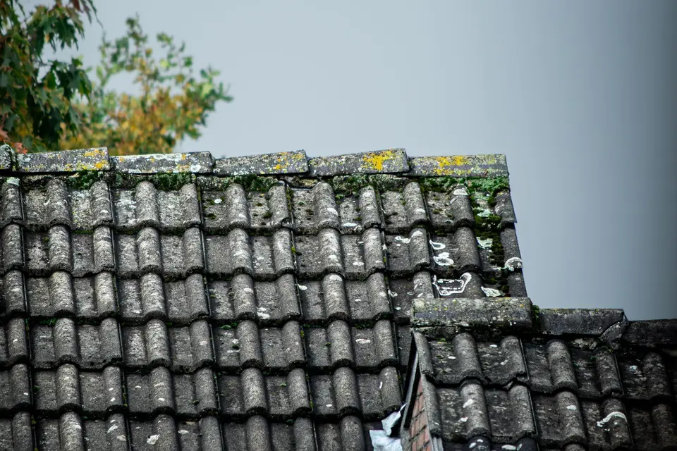 Close-up of roof tiles covered in moss and organic growth
