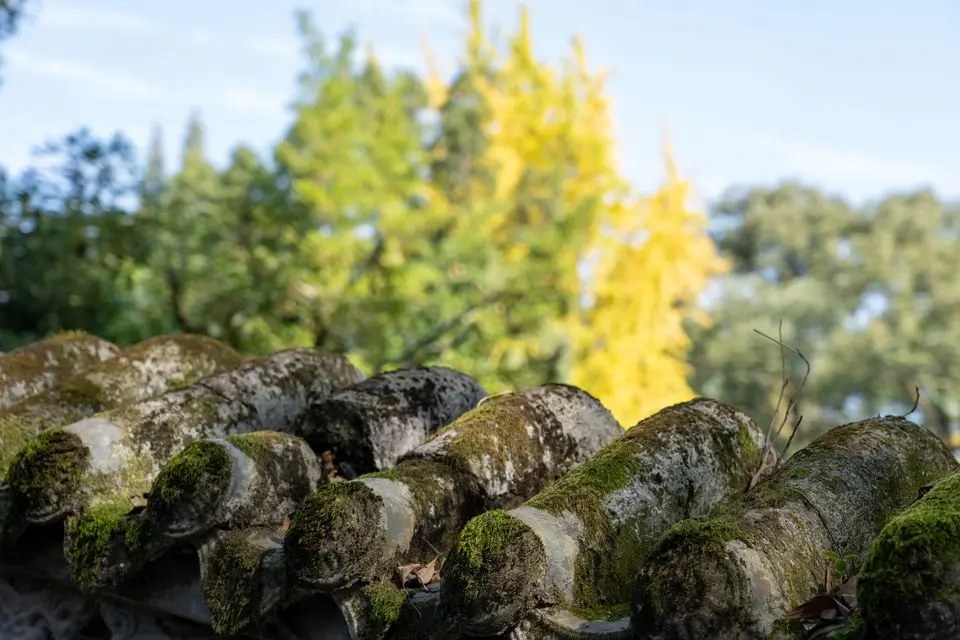 Moss growing on clay barrel roof tiles under overhanging trees